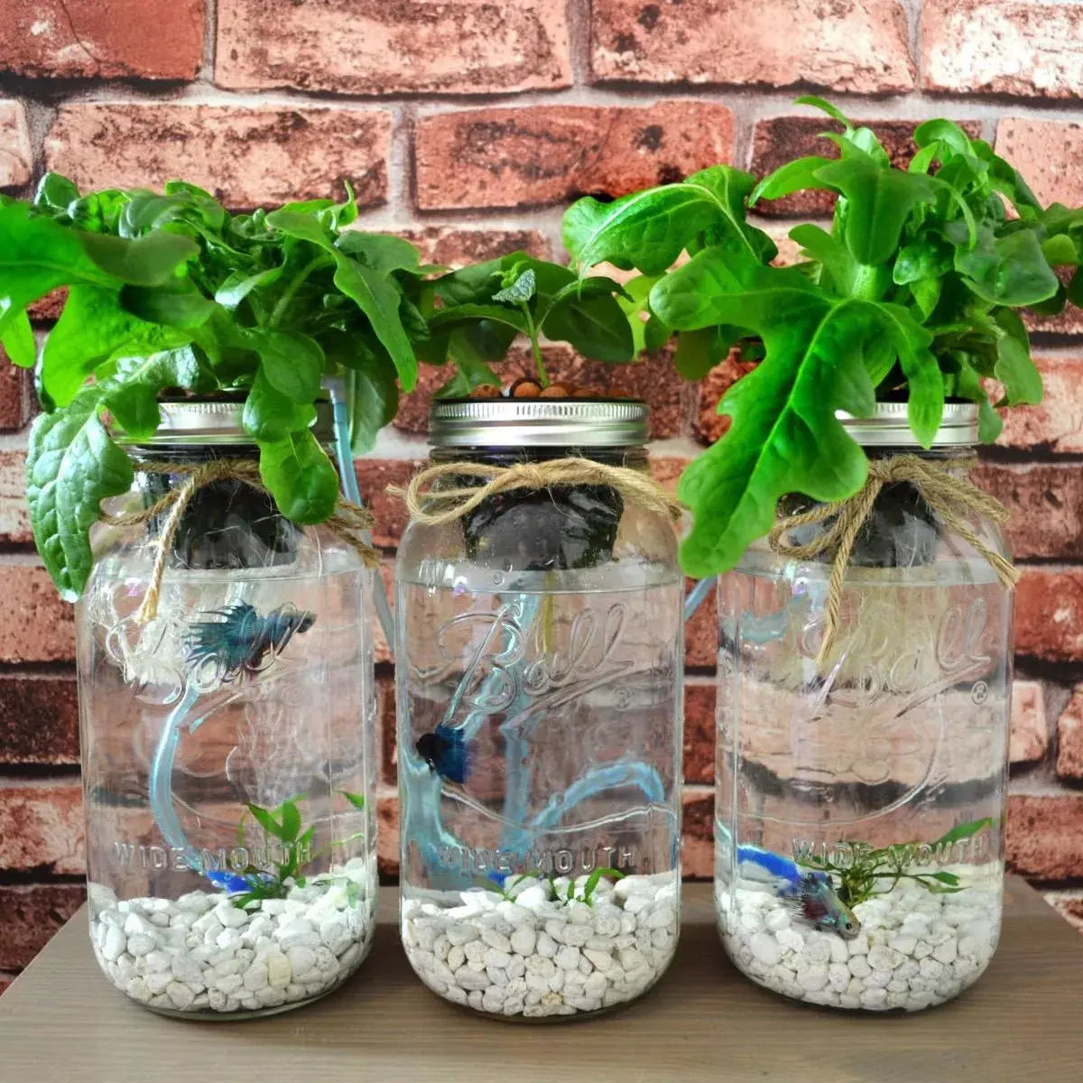 Set 8 Pz Mason Jar Ball Boca Regular 32 Oz Y Ancha 64 Oz - Coveme - empaque