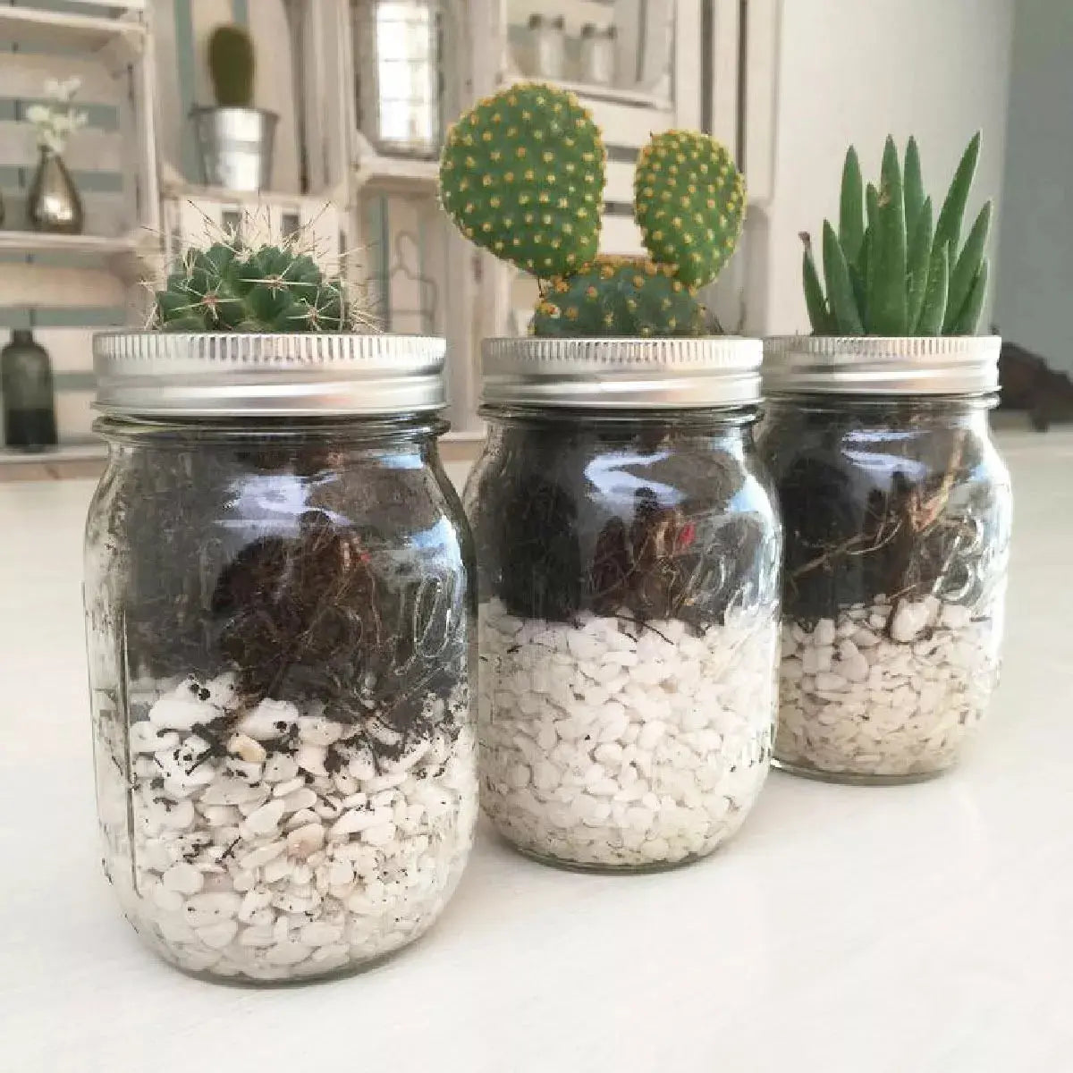 6 Pack Mason Jars Ball 16 Oz (6 Piezas) Boca Regular - Coveme - empaque