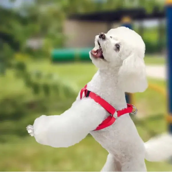 Arnes Para Perro Tipo A Mediano de Color Rojo AKSI PETIT - Aksi